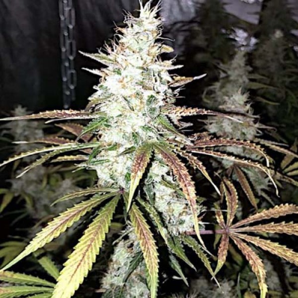 Auto White Widow Feminised by Neuroseeds