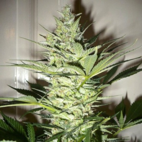 AK-47 Feminised by Neuroseeds