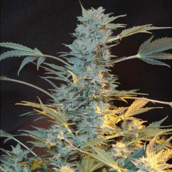 AK-47 Feminised by Neuroseeds