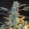 AK-47 Feminised by Neuroseeds