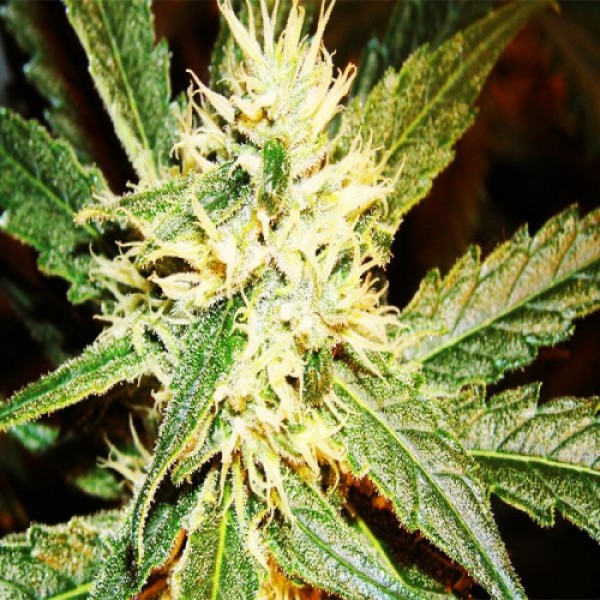 Amnesia Feminised by Neuroseeds