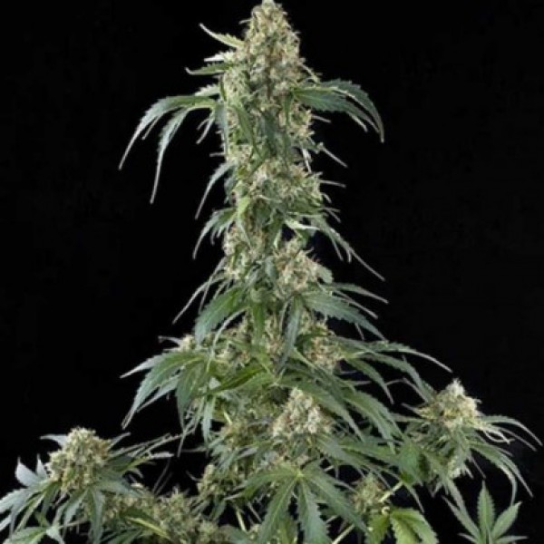 Amnesia Feminised by Neuroseeds