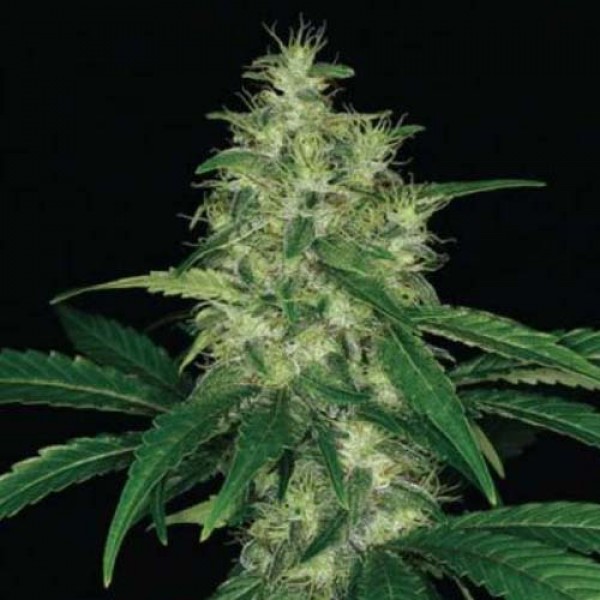 Amnesia Feminised by Neuroseeds