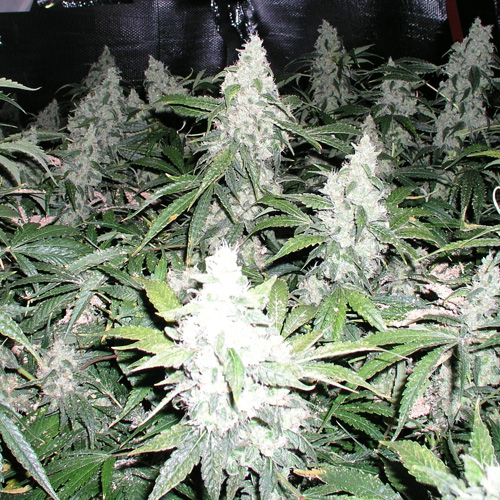 White Widow Feminised