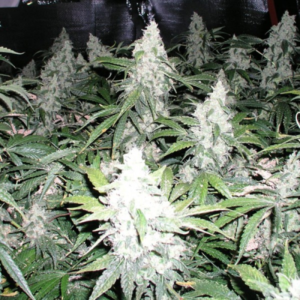 White Widow Feminised by Neuroseeds