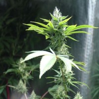 Stress Brake Feminised