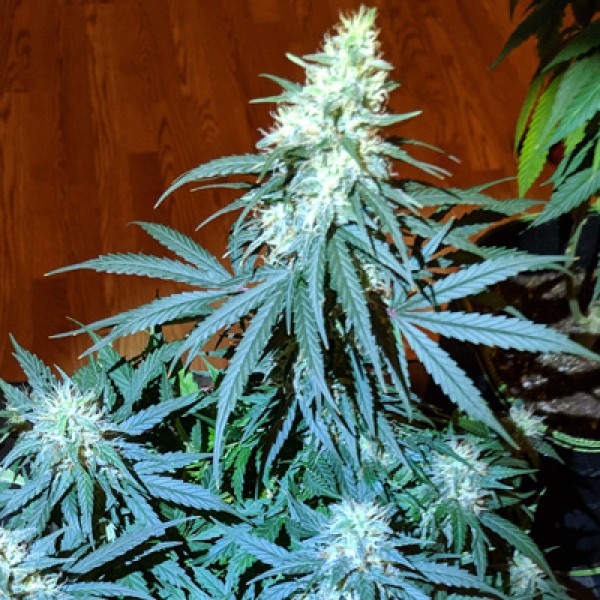 Anesthesia Feminised