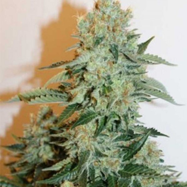 Anesthesia Feminised