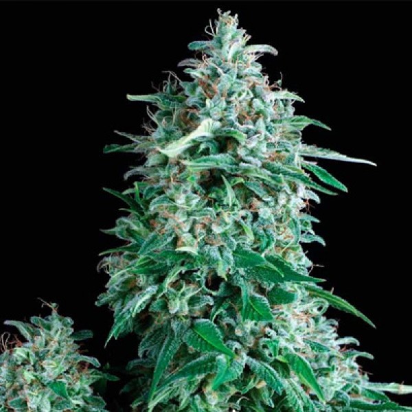 Auto Tutankhamon Feminised