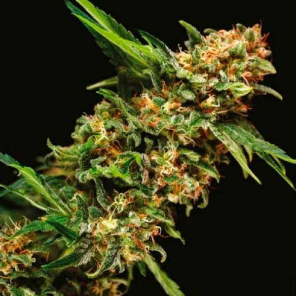 Auto Alpujarrena Feminised