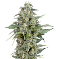 Auto Kryptonite Feminised