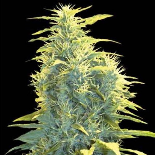 Auto Lennon Feminised