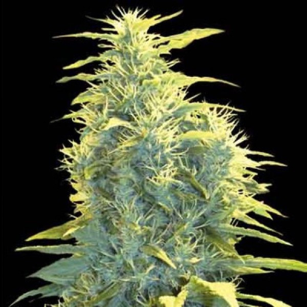 Auto Lennon Feminised