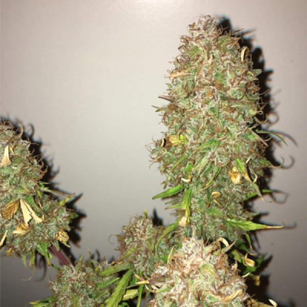 Auto Northern Lights Feminised by Pyramid Seeds
