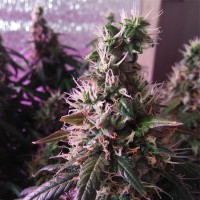 Auto Super Hash Feminised