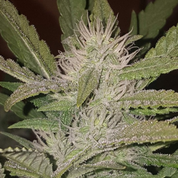 Blue Pyramid Feminised