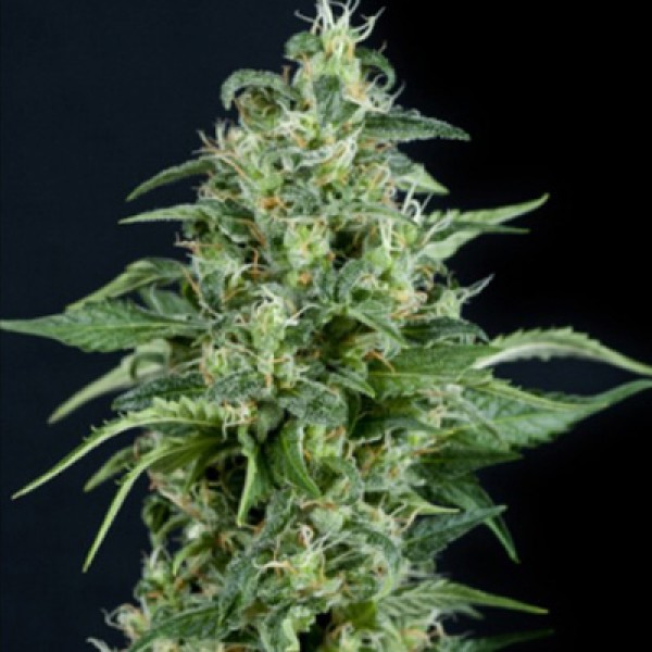 Kryptonite Feminised