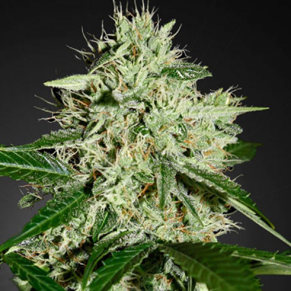 Northern Lights Feminised