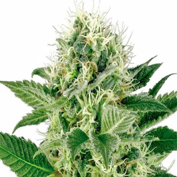 Northern Lights Feminised