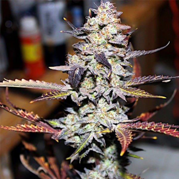 Насіння Shark Feminised