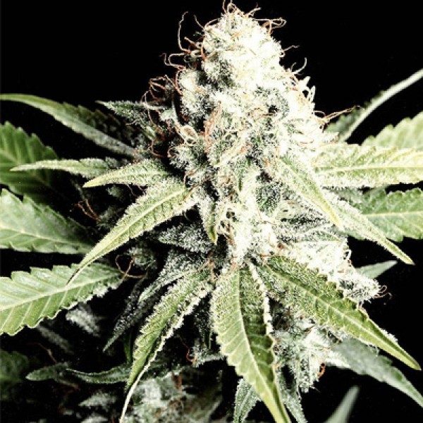 Насіння Shark Feminised