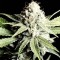 Насіння Shark Feminised