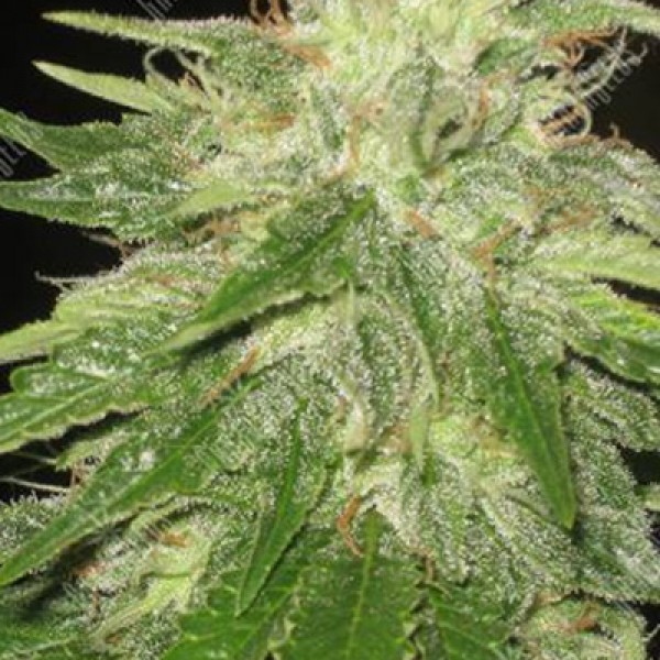 Super Hash Feminised