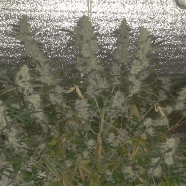 Tutankhamon Feminised