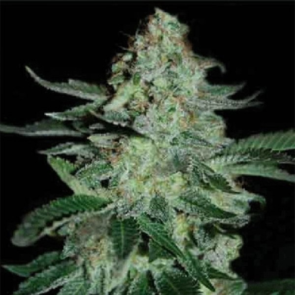 Tutankhamon Feminised