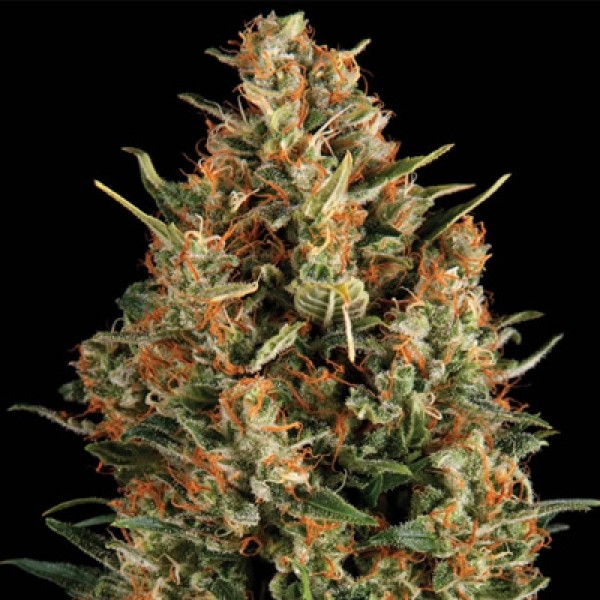 Насіння Wembley Feminised