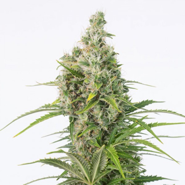 CBD White Widow Feminised