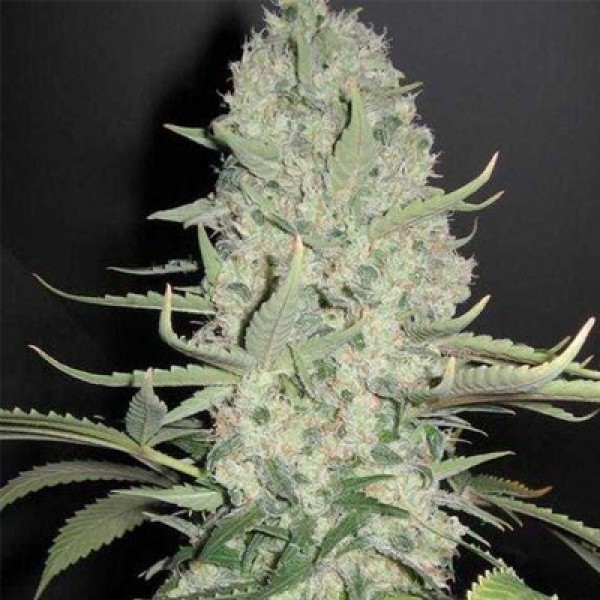 White Widow Feminised