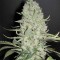 White Widow Feminised