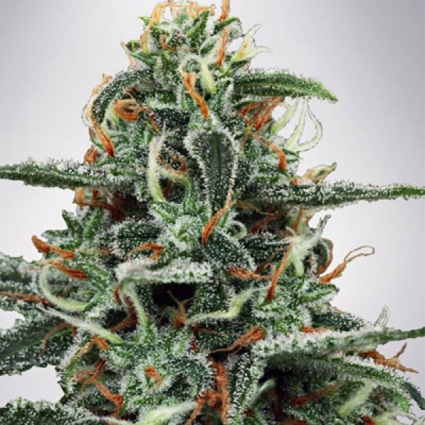 White Widow Feminised