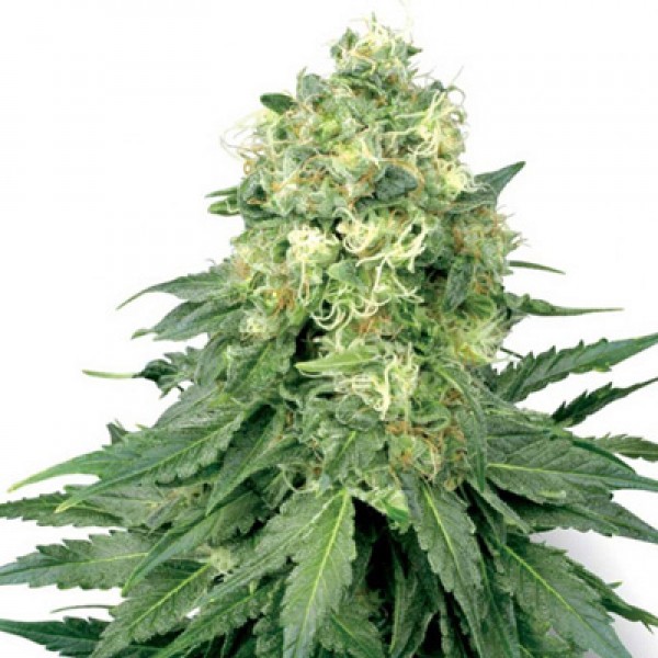 White Widow Feminised