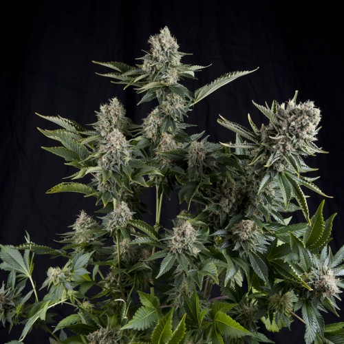 White Widow Feminised