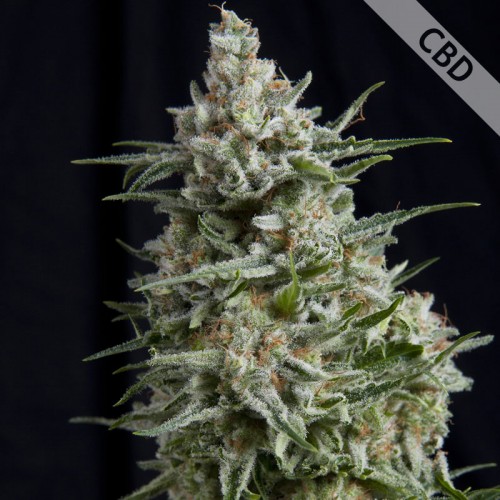 CBD Anesthesia Feminised