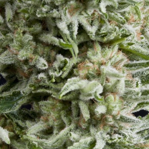 Auto Amnesia Gold Feminised
