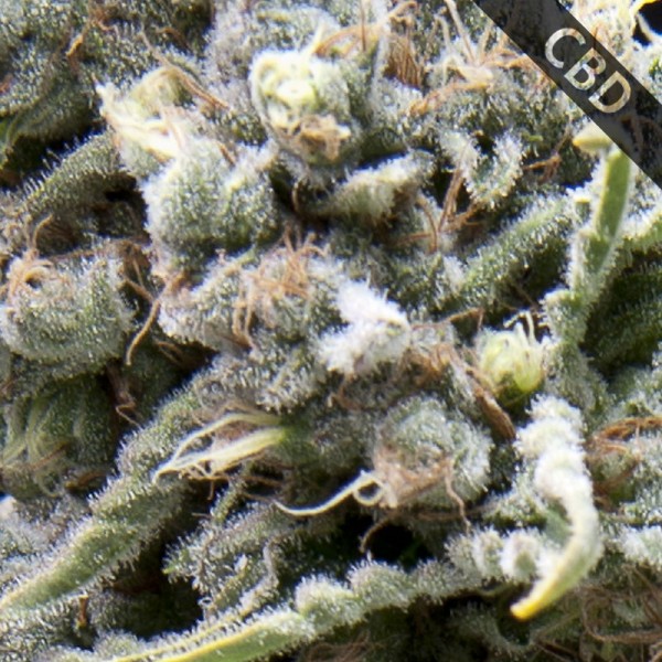 Auto CBD White Widow Feminised by Pyramid Seeds