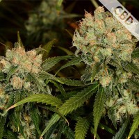 CBD Northern Lights Feminised