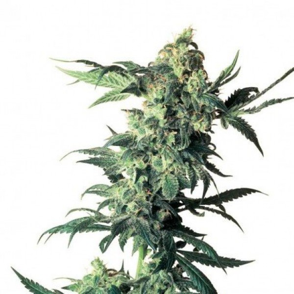 CBD Northern Lights Feminised