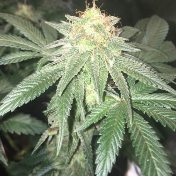 Насіння Super OG kush Feminised