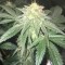 Насіння Super OG kush Feminised