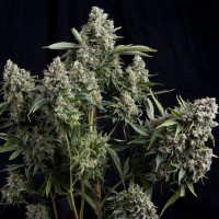 Tutankhamon Feminised