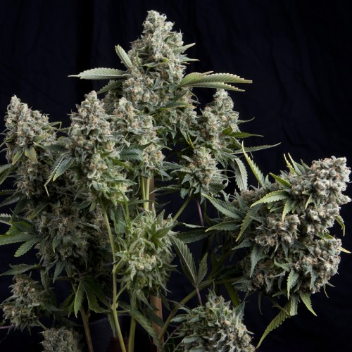 Tutankhamon Feminised