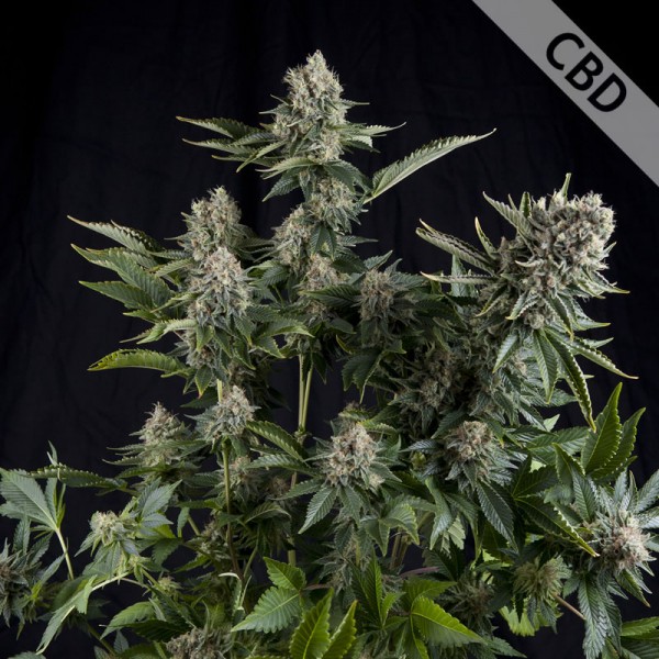 CBD White Widow Feminised