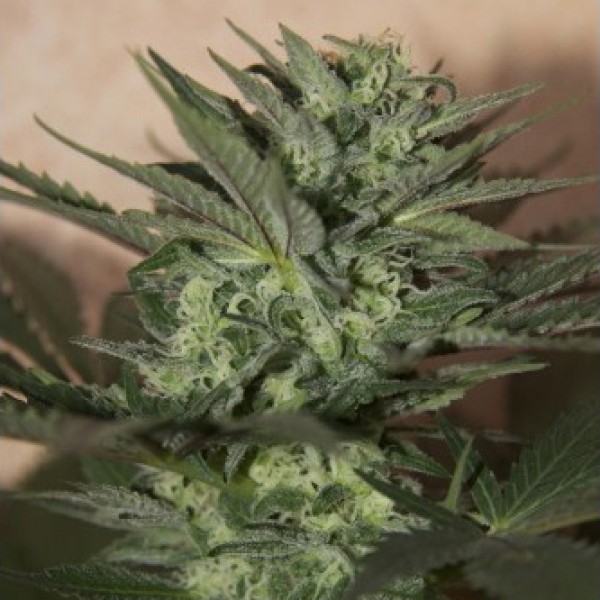 Auto Great White Feminised F1 Seedsman