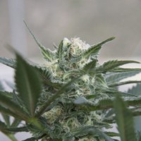 Auto Kush Feminised F1 Seedsman