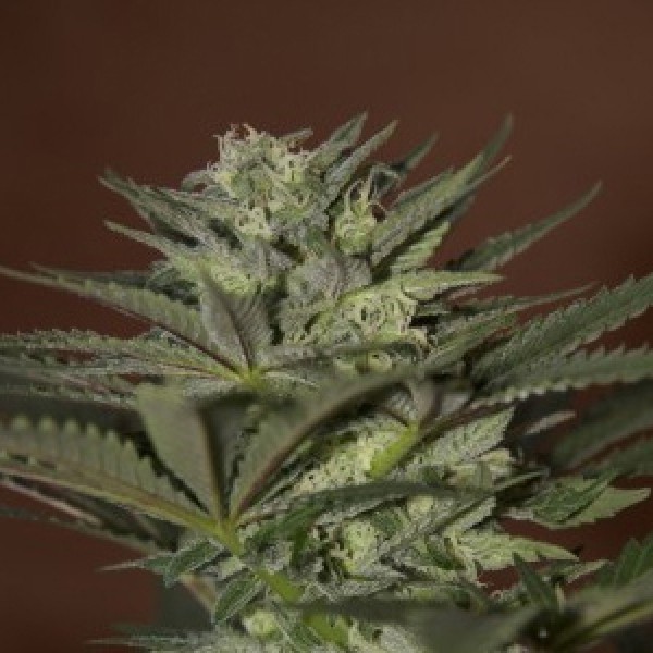 Auto Mini Gun Feminised F1 Seedsman