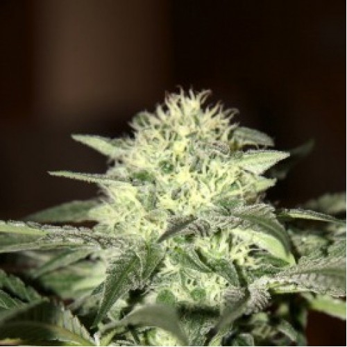 Auto Moscow Feminised F1 Seedsman